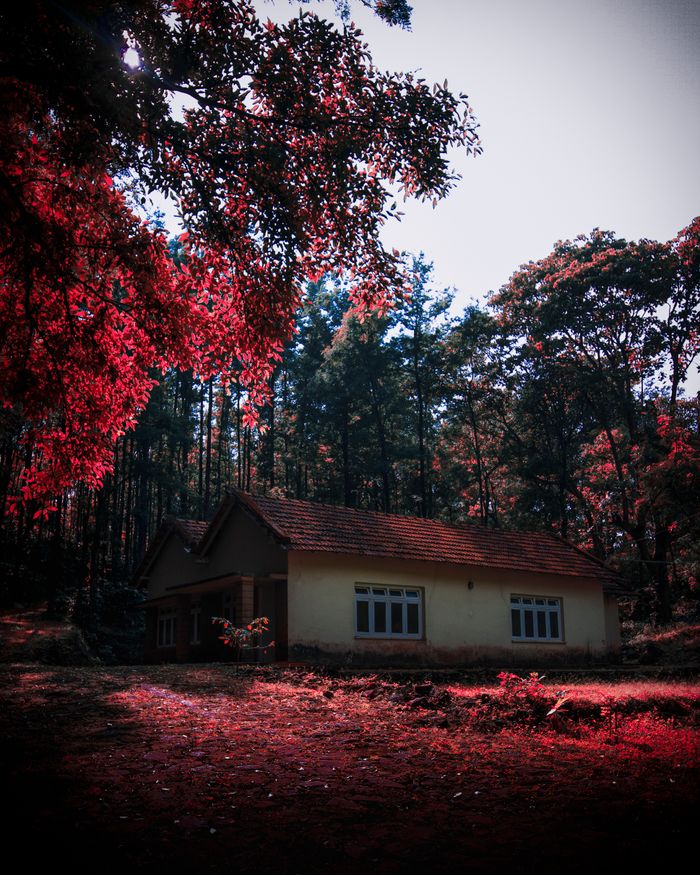 A picturesque house nestled within vibrant woods, under a captivating sky.