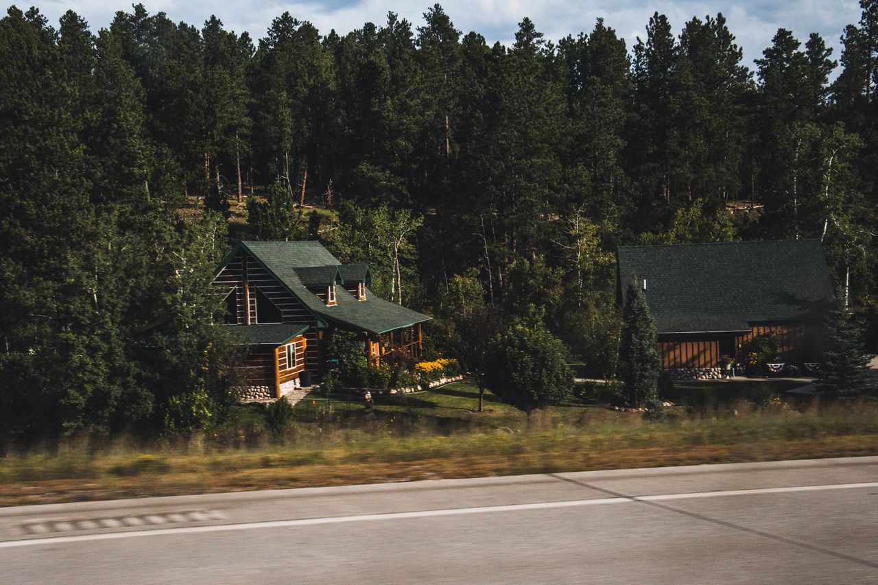 Charming rustic cabins nestled in a dense pine forest alongside a quiet road.